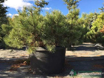 Сосна горная Ниваки — купить в WePlants в Анапе