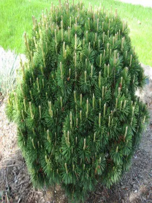 Сосна горная Дварф Фром (Pinus mugo Dwarf From) — купите саженцы в  контейнере в Краснодаре - Прекраснодар — садовый центр в Краснодаре
