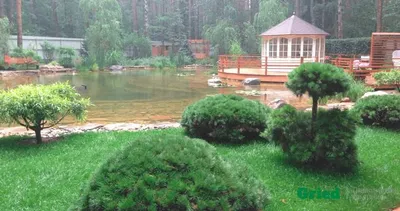 Сосна в ландшафтном дизайне не боится ни засухи, ни морозов