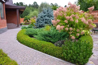 Сосна Горная «Видовая» (с12, 20-35см) – Gardenays