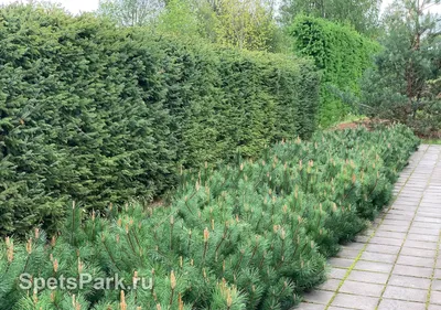 хвойные и лиственные деревья в ландшафтном дизайне – Google Поиск | Rock  garden design, Evergreen garden, Garden planning