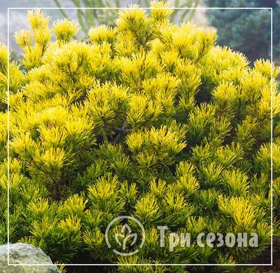 Сосна горная Мопс (Mops) — Рассада цветов и овощей.