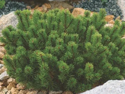 Сосна горная (pinus mugo) – описание, фото, посадка, уход, сорта, применение