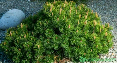 Сосна горная Винтер Голд 🌲 по выгодной цене 72000 руб. в Москве - купить  саженцы Winter Gold на Штамбе в питомнике «Зеленый Рай»