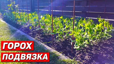 Горох на грядке | \"Газета садовод\" | Дзен