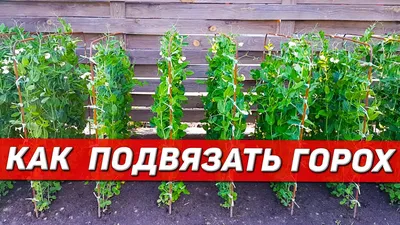 Что посадить рядом с горохом - соседи-компаньоны для большого урожая — УНИАН