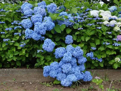 My white hydrangeas, Белые гортензии в саду, Древовидная гортензия | Белые  гортензии, Гортензия, Розовая гортензия