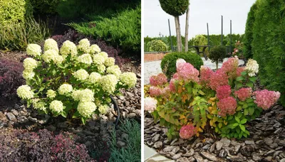 💐Главное украшение сада - Гортензия!💐 🌸Эта красавица стал...