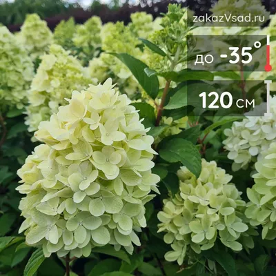 Гортензия метельчатая Ред Вельвет, Hydrangea Living Red Velvet | САД ПОЛТАВИ