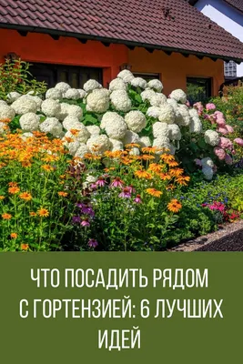 Гортензия метельчатая для выращивания в малых садах и контейнерах