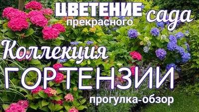 Цветение гортензий - сказочные сады на юге Кореи.