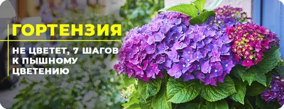 Крупнолистные (Садовые) гортензии в дизайне сада
