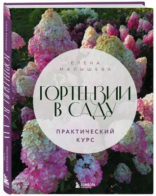 Выращивание и уход за гортензией