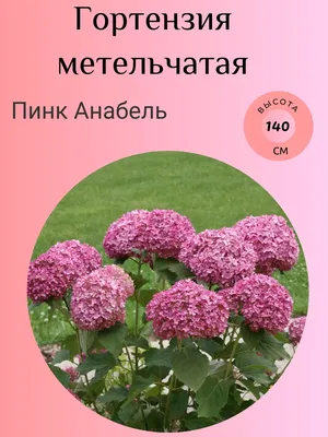 Гортензия метельчатая