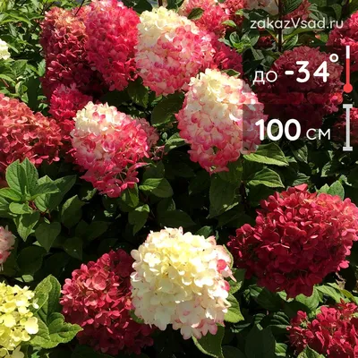 Grandiflora ГРАНДИФЛОРА (Гортензия метельчатая) 3л - \"Сияние\" г. Гомель
