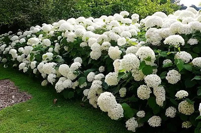 Гортензия Редлайт - фото и описание в каталоге питомника