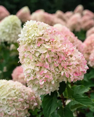 Гортензия метельчатая Magical Sweet Summer | САД ПОЛТАВИ