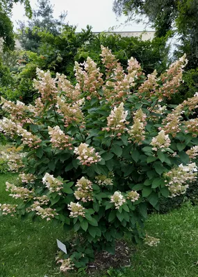 Гортензия метельчатая Саммер Лав Hydrangea paniculata Summer Love - купить  декоративные и хвойные растения с доставкой по Украине в магазине Добродар
