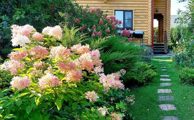 Гортензия метельчатая Дхарума Hydrangea paniculata Dharuma