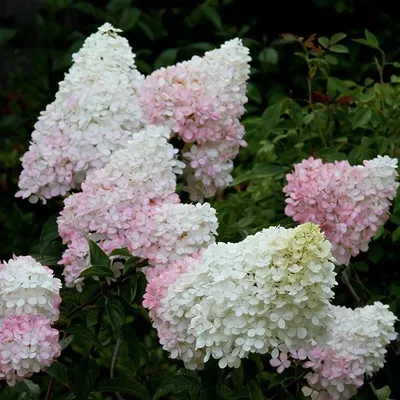 Гортензия метельчатая Grandiflora - Павловский питомник