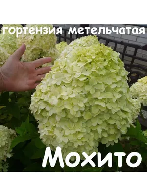 Гортензия метельчатая Limelight - купить в Дмитрове, Москве и Московской  области по низкой цене