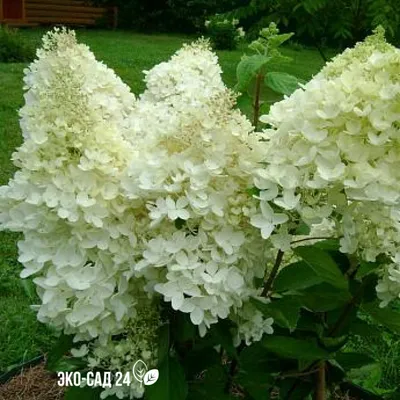 Гортензия метельчатая Меджикал Монт Бланк Hydrangea paniculata Magical Mont  Blanc - купить декоративные и хвойные растения с доставкой по Украине в  магазине Добродар