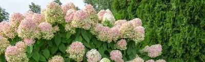 Гортензия метельчатая Паненка с доставкой! 🌱 [Р824083]
