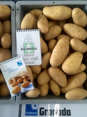 Гранада картофель фото фотографии