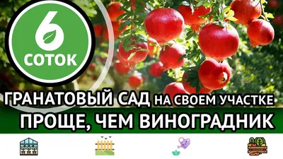 Ресторан «Гранатовый сад №1», Москва: цены, меню, адрес, фото, отзывы —  Официальный сайт Restoclub
