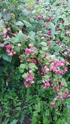 Как сделать опоры для малины | naidy-garden.ru