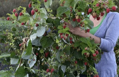 Комплект удлинения шпалеры для малины