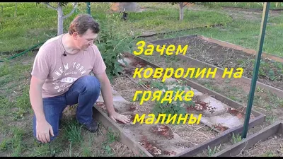 Как правильно посадить малину - подготовка, выбор места для посадки