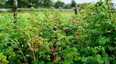 Опора для малины | naidy-garden.ru