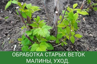 Итоги конкурса \"Грядки\" газеты \"Нижегородская правда\" 10 декабря 2020 года  | Нижегородская правда