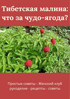 Посадка малины: сроки, подготовка почвы, правила посадки, видео | Компания  «Большая земля»