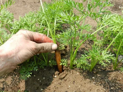 Посадка моркови под зиму: особенности ухода и подходящие сорта | AgroMarket  интернет магазин семян