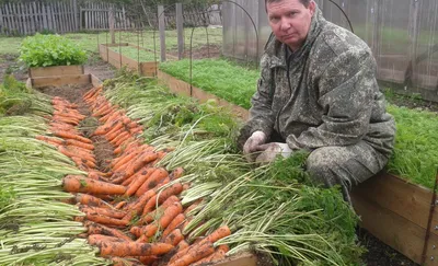Добавьте это в грядку при посадке моркови - и урожай удивит