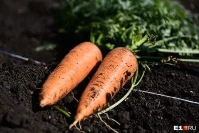 Как посадить морковь — 5 плюсов оригинального облегченного способа +  мастер-класс с фото | Дача - это маленькая жизнь | Дзен