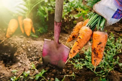 Посадка моркови и свеклы весной в открытый грунт: морковь, посадка,  хитрости - 27 мая 2023 - v1.ru