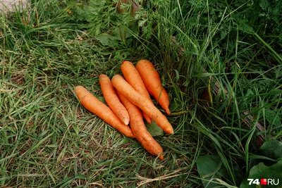 Огород грядки моркови лука капусты …» — создано в Шедевруме