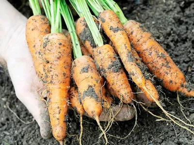 Можно ли подготовить грядки для моркови и лука осенью так, чтобы весной не  делать подкормку. | Сельские заметки | Дзен
