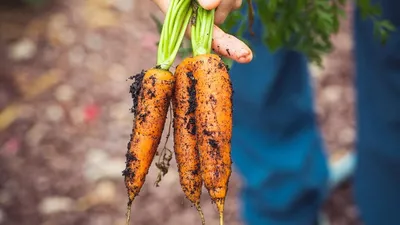 Посыпьте этим грядки и урожай моркови устанете собирать ведрами: хитрость  дачников - IrkutskMedia.ru