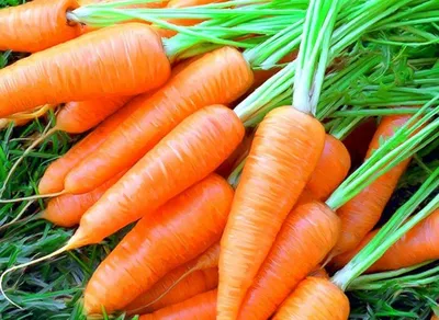 Когда собирать морковь на зиму - лучший период | РБК Украина