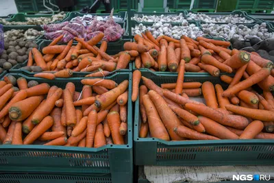 Посадка моркови и свеклы весной в открытый грунт: морковь, посадка,  хитрости - 21 мая 2023 - НГС