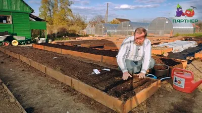 🌱🌱🌱Мои совмещённые посадки👌На этой грядке морковь и лук порей.Мне  нравится выращивать разные культуры на одной грядке.Это и крас… | Plants,  Dream garden, Garden