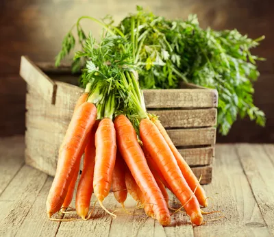 Когда сажать морковь и свеклу весной в открытый грунт: сорта моркови и  свеклы для открытого грунта - 29 апреля 2023 - v1.ru