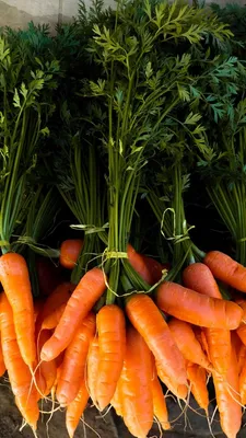 Когда сажать морковь в 2024 году на рассаду и в открытый грунт:  благоприятные дни посадки по лунному календарю