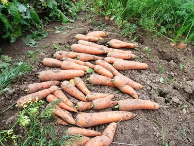 Морковь на грядке: посадка и уход