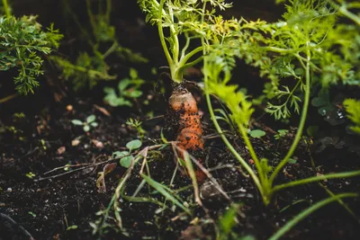 Садовый Центр \"Сияние\" on Instagram: \"ПОДГОТОВКА ГРЯДКИ ДЛЯ МОРКОВИ🥕 -  ✔️Мы все обязательно готовим свои грядки перед посадкой любых культур. У  большинства садоводов это, как правило, глубокая перекопка или вспашка.  Некоторые уже