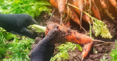Когда убирать морковь и свеклу с грядки на хранение? | ivd.ru